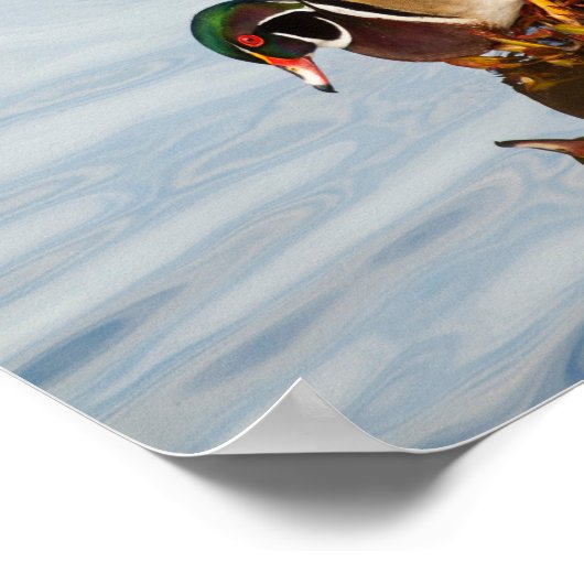 岸の木の鴨 ポスター (角)