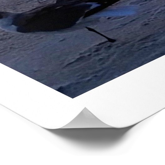 岸の鳥 ポスター (角)