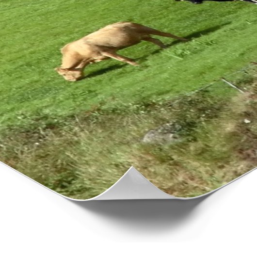 島牧草地のポスター ポスター (角)