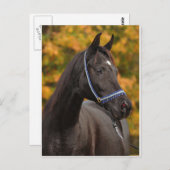 崇高なアラビア人 ポストカード (正面/裏面)