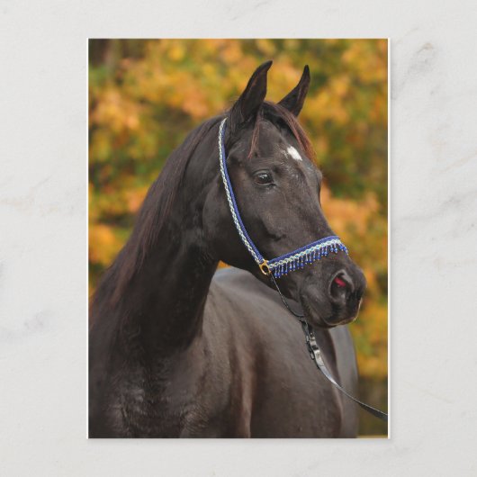 崇高なアラビア人 ポストカード (正面)