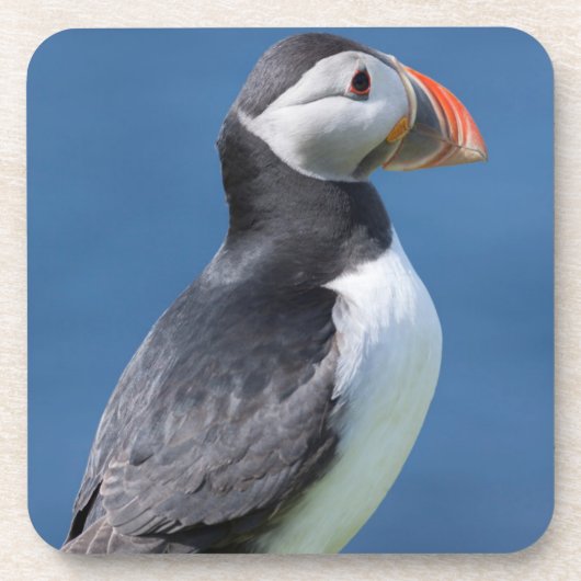 崖に立つニシツバメウミスズメ (Fratercula Arctica) コースター (正面)