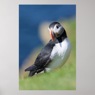 崖に立つニシツバメウ（Fratercula Arctica）2 ポスター