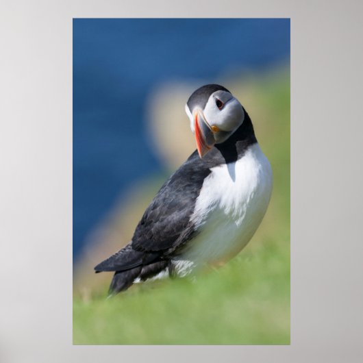 崖に立つニシツバメウ(Fratercula Arctica)2 ポスター (正面)
