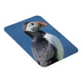 崖に立つニシツブクロウ(Fratercula Arctica) マグネット (右側)