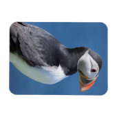 崖に立つニシツブクロウ(Fratercula Arctica) マグネット (横)