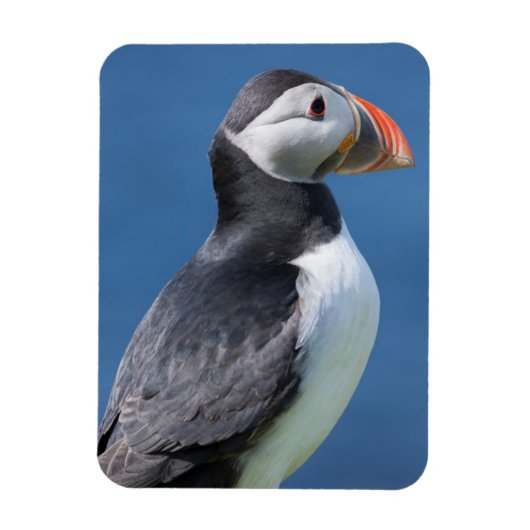 崖に立つニシツブクロウ(Fratercula Arctica) マグネット (縦)