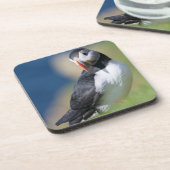 崖に立つニシツブクロトビペンギン（Fratercula Arctica）2 コースター (左側)