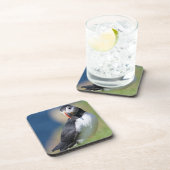 崖に立つニシツブクロトビペンギン（Fratercula Arctica）2 コースター (右側)