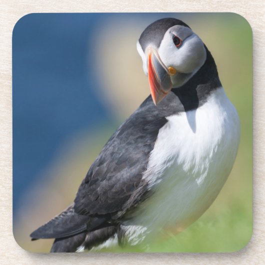 崖に立つニシツブクロトビペンギン（Fratercula Arctica）2 コースター (正面)