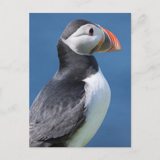 崖の上のニシツブクロハジロ(Fratercula Arctica) ポストカード (正面)