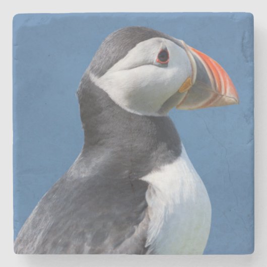 崖の上のニシツブテ（Fratercula arctica） ストーンコースター (正面)