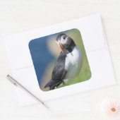 崖の上の大西洋のパフィン(Fratercula Arctica) 2 スクエアシール (封筒)