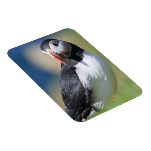 崖の上の大西洋のパフィン(Fratercula Arctica) 2 マグネット (右側)