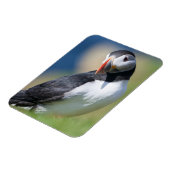 崖の上の大西洋のパフィン(Fratercula Arctica) 2 マグネット (左側)