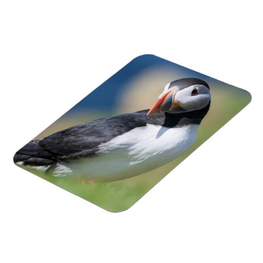 崖の上の大西洋のパフィン(Fratercula Arctica) 2 マグネット (左側)