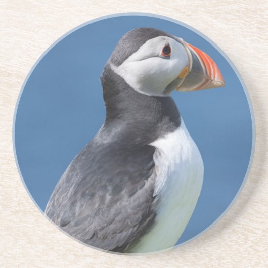崖上のニシナタウナギ（Fratercula Arctica） コースター (正面)