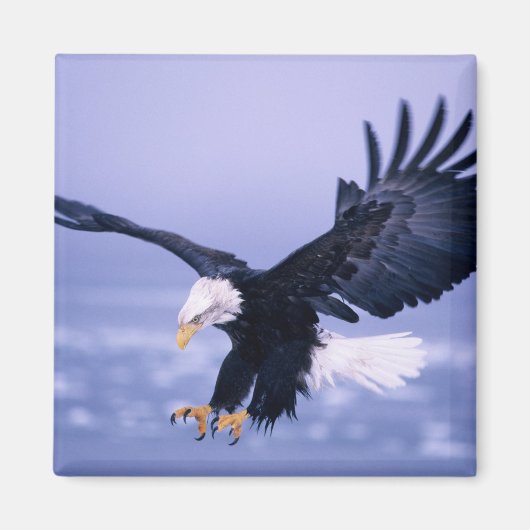 嵐の中で翼を広げて着陸するハクトウワシ マグネット (正面)