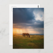 嵐の日に馬が放牧 ポストカード (正面/裏面)