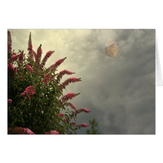 嵐の美しい (正面横)