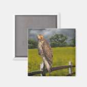 嵐を待つ – 赤いテールホーク マグネット (正面/裏面)