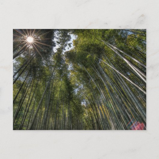 嵐山竹林 – 京都 ポストカード (正面)