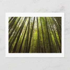 嵯峨野の竹林京都はがき ポストカード