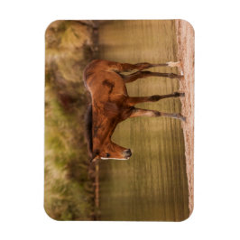 川でフォール マグネット