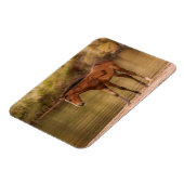 川でフォール マグネット (左側)