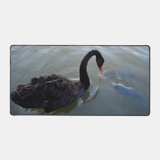 川で巨大な魚を見ている黒い白鳥。 デスクマット (正面)