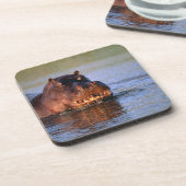 川のカバ コースター (左側)