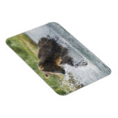 川のサケを追跡しているヒグマ マグネット (右側)