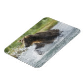 川のサケを追跡しているヒグマ マグネット (左側)