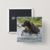 川のサケを追跡しているヒグマ 缶バッジ (正面&裏面)