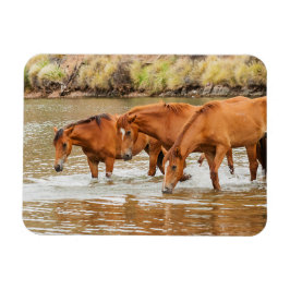 川のブラウンホースの家族 マグネット