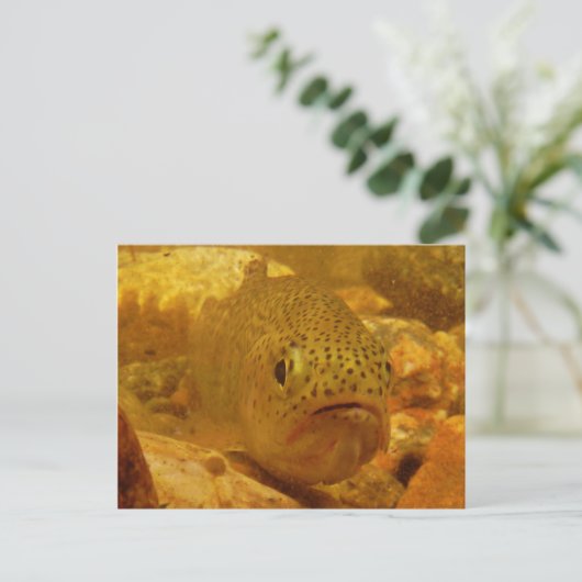 川のマス ポストカード (スタンド正面)