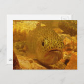 川のマス ポストカード (正面/裏面)