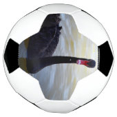 川の上を黒い白鳥が泳いでいる。 サッカーボール (回転)