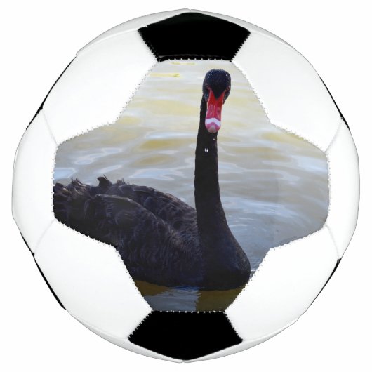 川の上を黒い白鳥が泳いでいる。 サッカーボール (正面)
