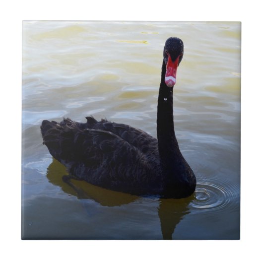 川の上を黒い白鳥が泳いでいる。 タイル (正面)