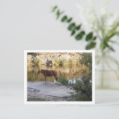 川の中の馬 ポストカード (スタンド正面)