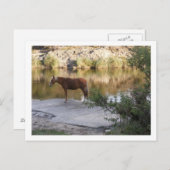 川の中の馬 ポストカード (正面/裏面)