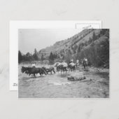 川の向こうに荷造りラバを運転する ポストカード (正面/裏面)