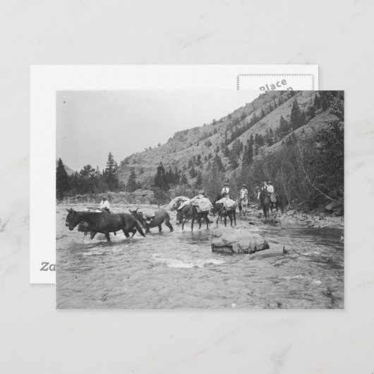 川の向こうに荷造りラバを運転する ポストカード (正面/裏面)