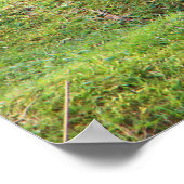 川の土手のマガモ ポスター (角)