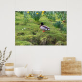 川の土手のマガモ ポスター (キッチン)