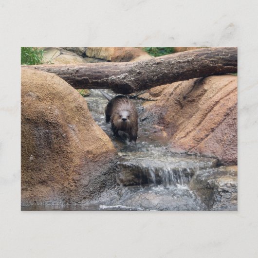 川の水はがき ポストカード (正面)