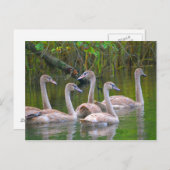 川の白鳥の若者 ポストカード (正面/裏面)