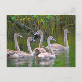 川の白鳥の若者 ポストカード