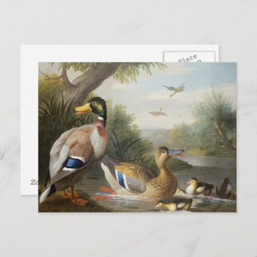 川の風景の中でアヒル ポストカード (正面/裏面)